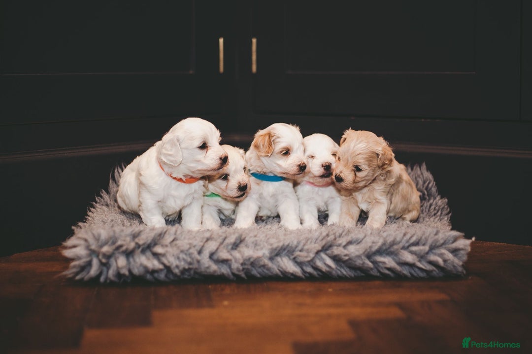 Maltipoo dogs for sale: BEST IN CLASS - F2 MALTIPOO PUPPIES - Advert 4