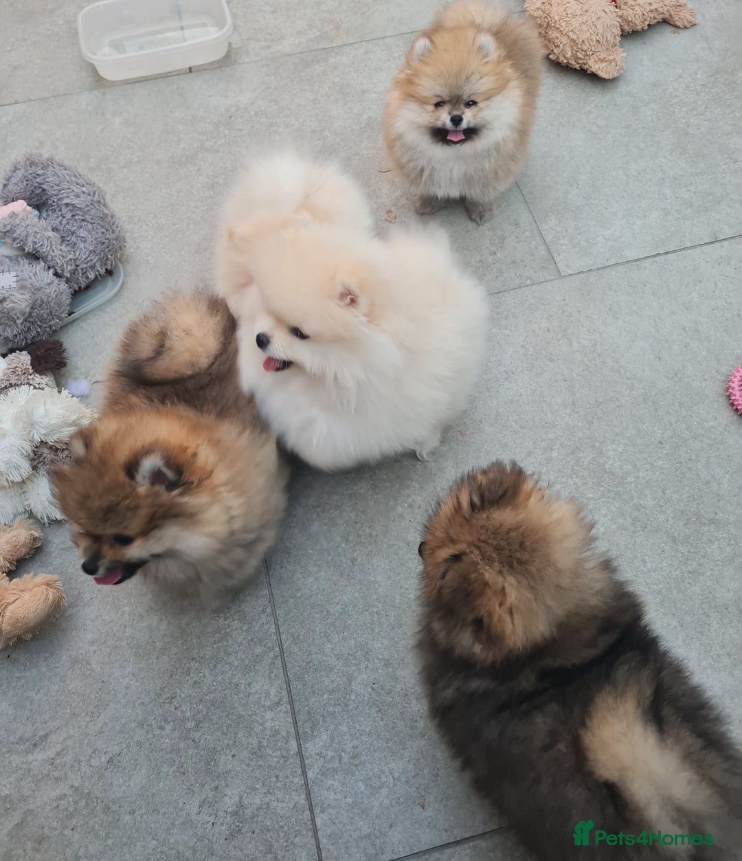 Pomeranian dogs for sale: Stunning Teddy purebreed Russian/Ukrainian poms in Basildon - Image 16