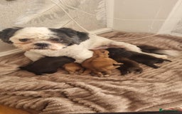 Shih Tzu dogs for sale: 3 Shih Tzu puppies left  - Image 4