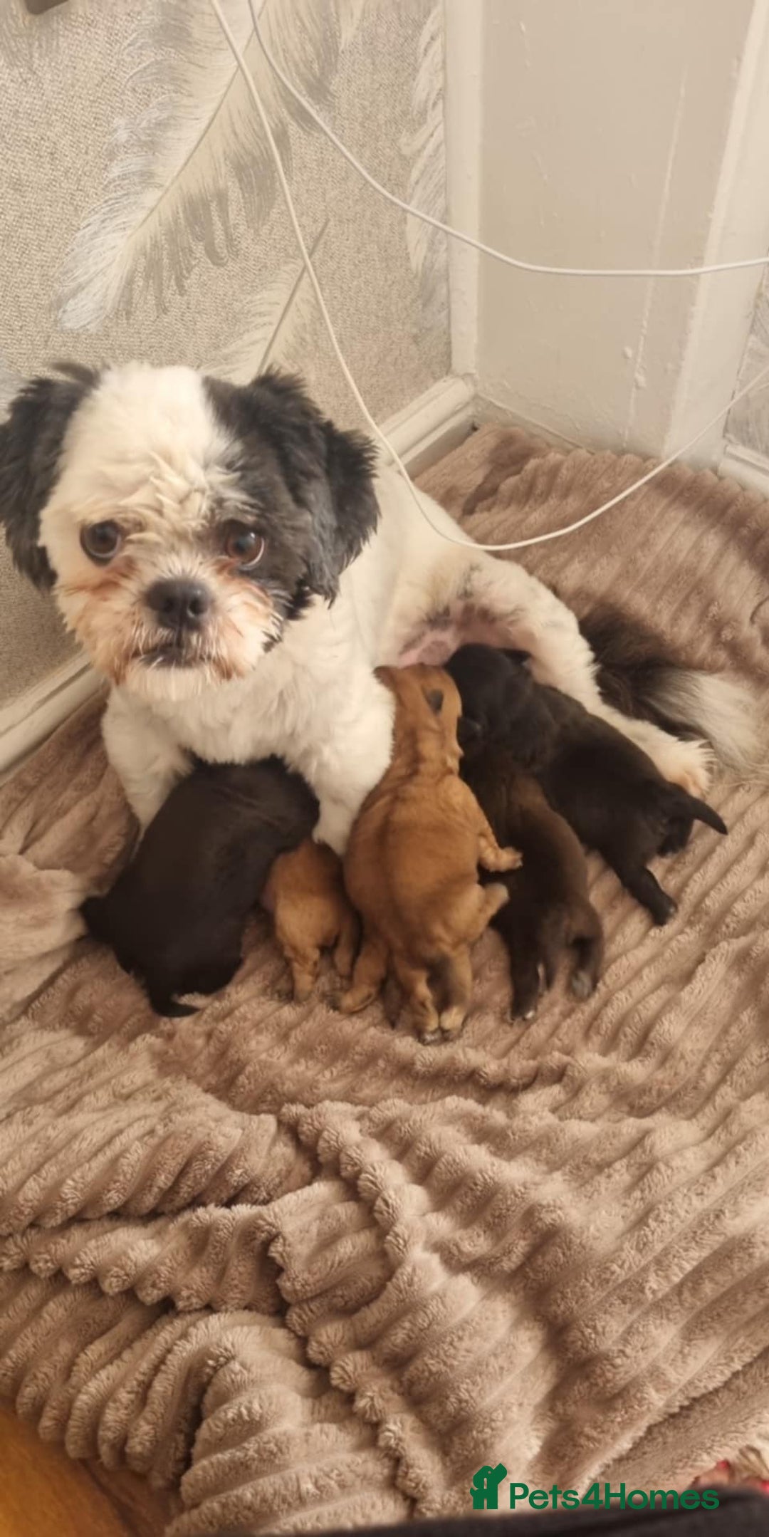 Shih Tzu dogs for sale: 3 Shih Tzu puppies left  - Image 4