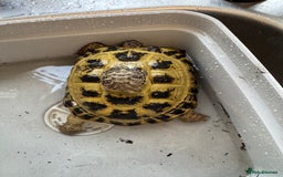 Tortoise reptiles for sale: Tortoise  - Image 6