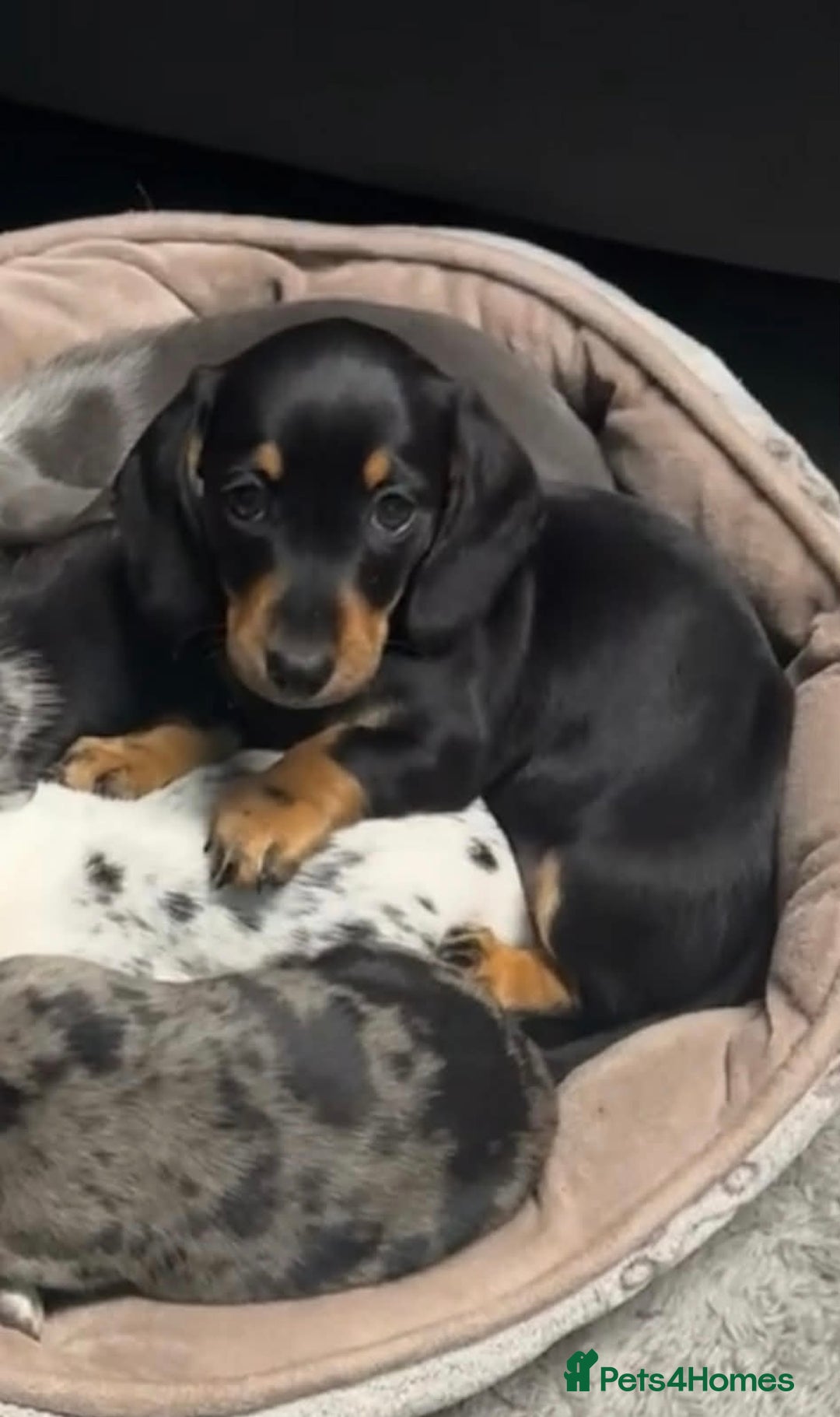 Dachshund dogs for sale: Kc registered miniature smooth daschunds  - Advert 12