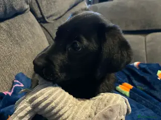 Labrador Retriever dogs Female Lab 12 weeks old - Advert 6