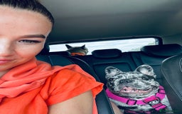 French Bulldog dogs for sale: Dottie French bulldog girl  - Image 7