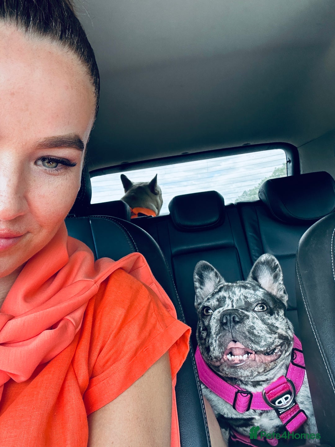 French Bulldog dogs for sale: Dottie French bulldog girl  - Image 7