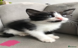Mixed Breed cats for sale: 4 beautiful babies looking for their forever homes - Image 6