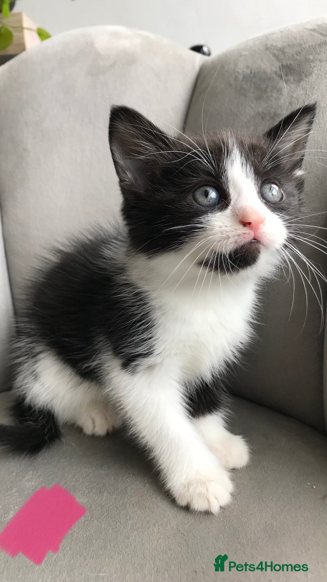 Mixed Breed cats for sale: 4 beautiful babies looking for their forever homes - Image 6