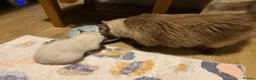 Mixed Breed cats for sale: Mixed kittens  - Advert 6