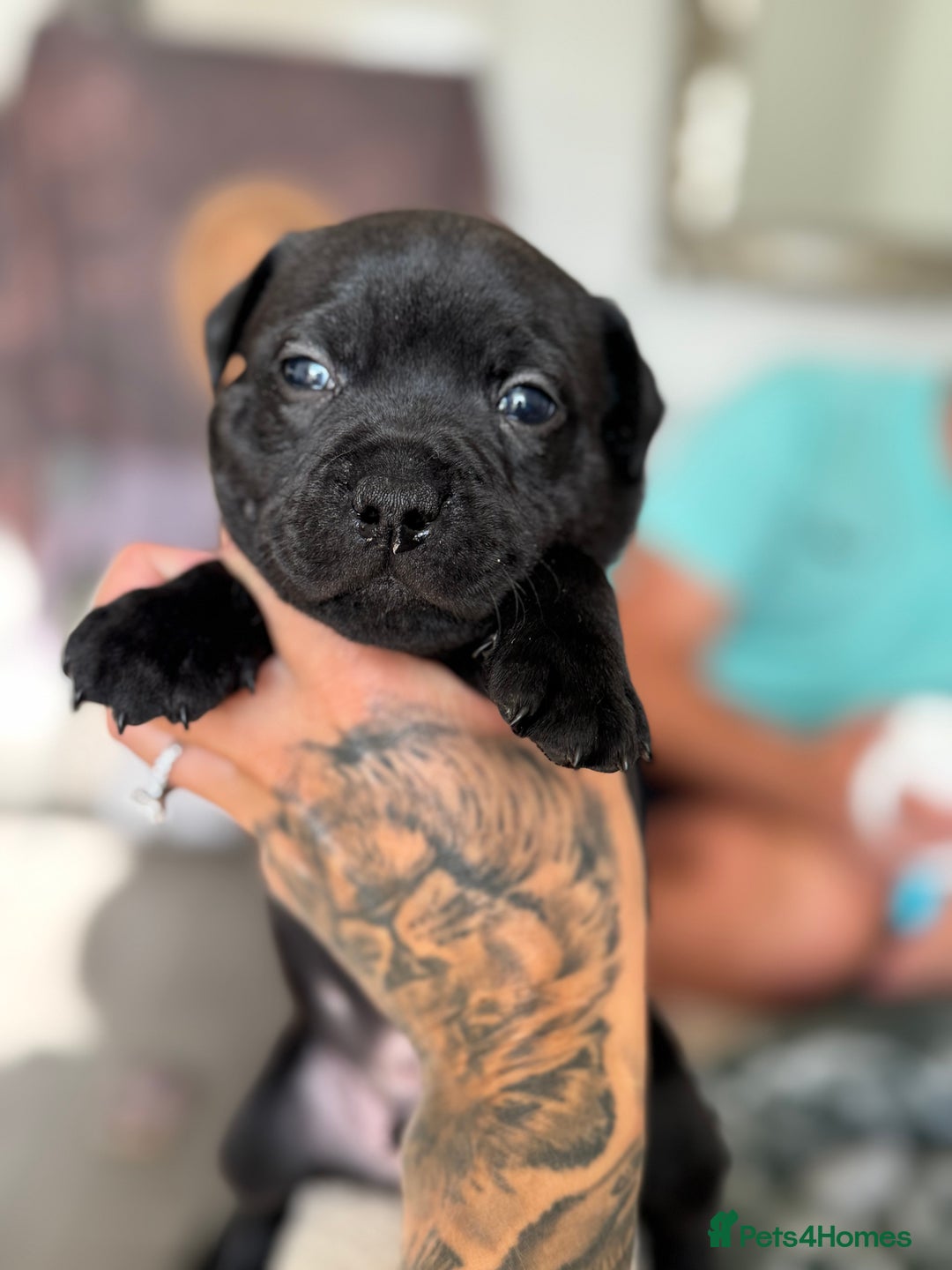 Staffordshire Bull Terrier dogs for sale: Quality Black to blue Staffordshire bull terrier - Image 10