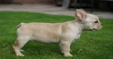 French Bulldog dogs - Advert 7