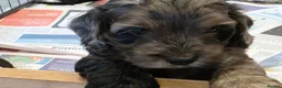 Cockapoo dogs for sale: Stunning health tested cockapoos - Advert 28