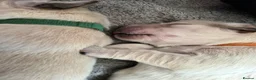Golden Retriever dogs for sale: 5 Beautiful Golden Retriever's  - Advert 18