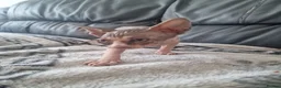 Sphynx cats for sale: Canadian Sphynx Kittens Looking for Loving Homes  - Advert 18