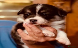 Welsh Corgi Pembroke dogs for sale: 2 Tri/KC girls from health tested parents - Image 24