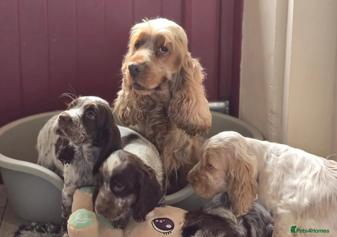 Cocker Spaniel dogs for sale: Cocker Spaniel Puppies  in Banbridge - Advert 2