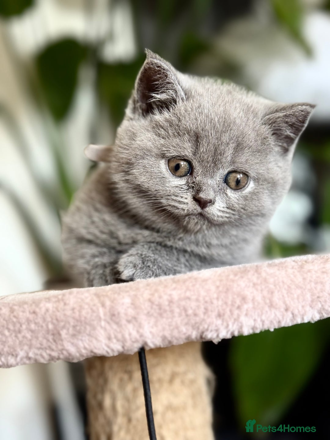 Scottish Fold cats for sale: Scottish straight - Image 14