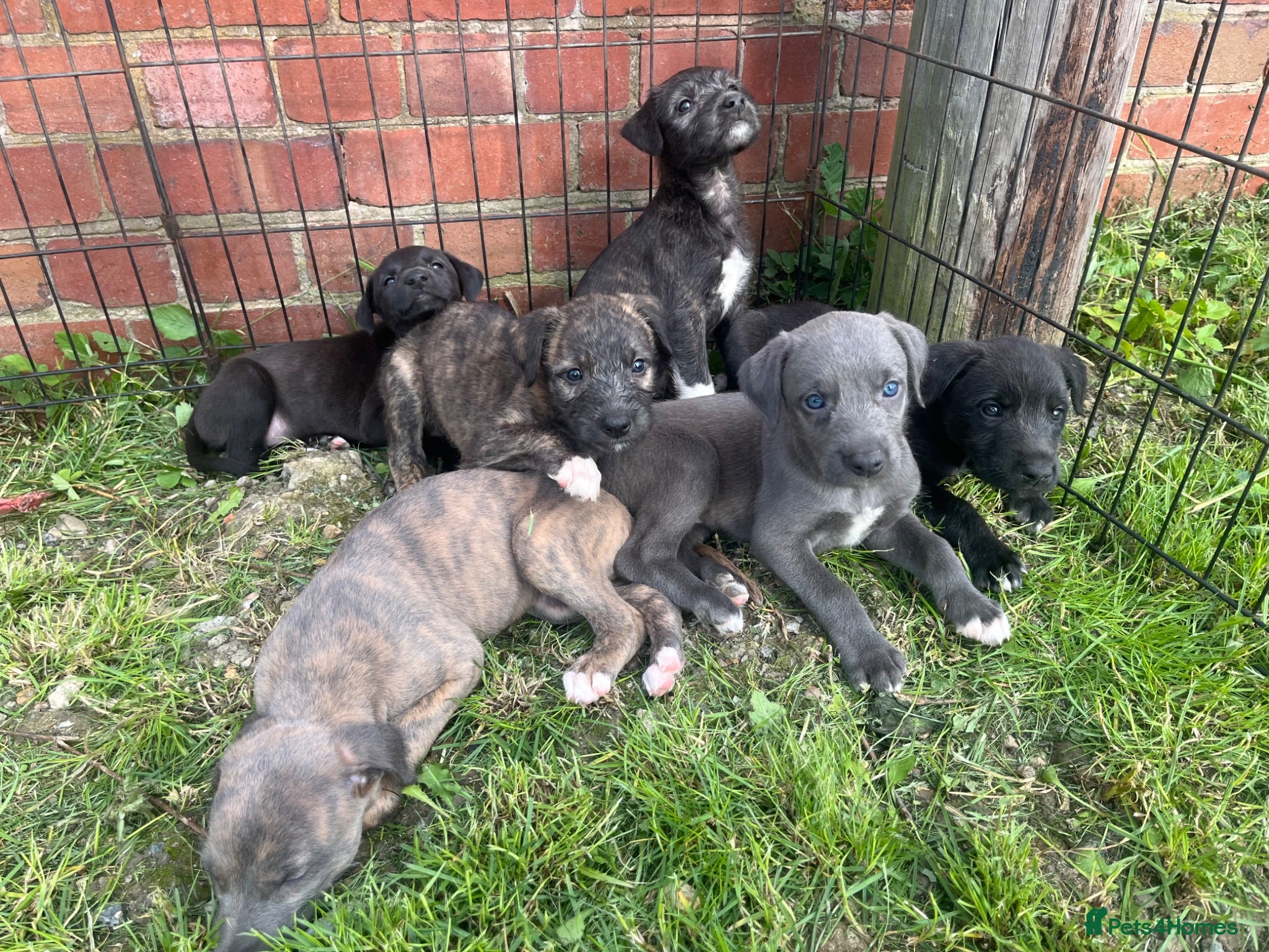 Lurcher dogs  Stunning Bedlington/whippet lurcher pups - Advert 1