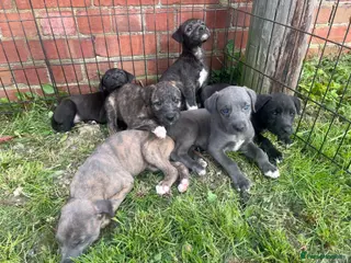 Lurcher dogs Stunning Bedlington/whippet lurcher pups - Advert 1
