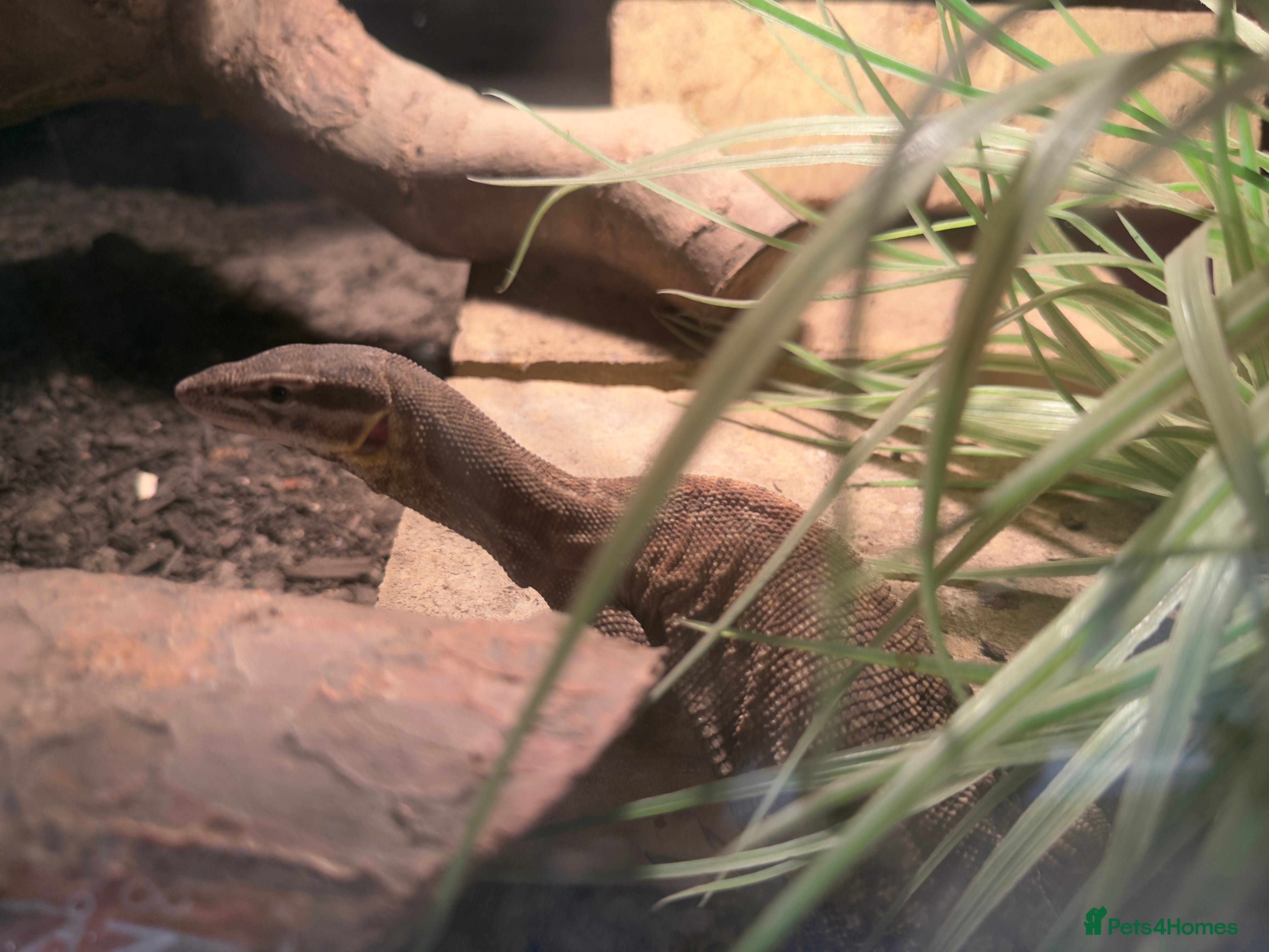 Monitor reptiles Ackie monitor  - Advert 1