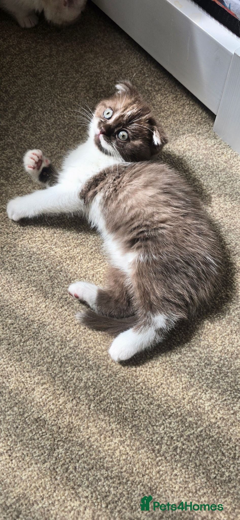 Scottish Fold cats For sale Scottish fold kitties  - Advert 1