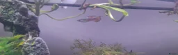 Live Bearers fish for sale: Colorful guppys 4 male 2 female  in Hayes - Advert 3