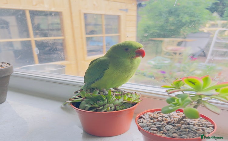 Parrots birds - Advert 3