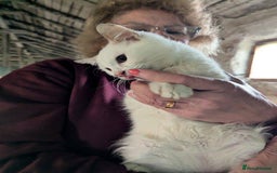 Mixed Breed cats for adoption: Banana for adoption - Advert 8