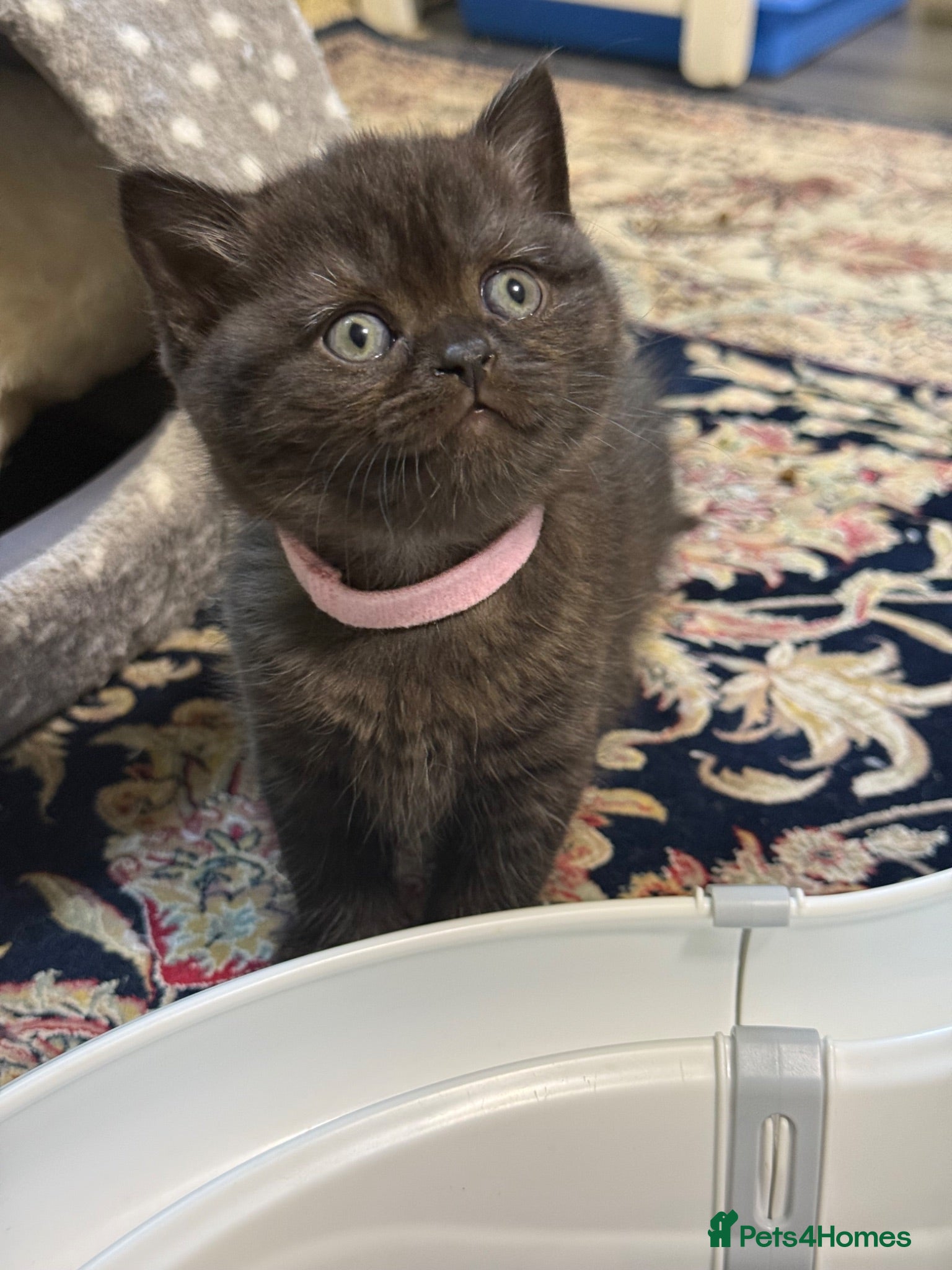 British Shorthair cats Exceptional BSH kittens  - Advert 2