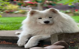 Samoyed dogs for sale: Samoyed puppies - gorgeous white bundle of joy! - Advert 2