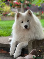 Samoyed dogs Samoyed puppies - gorgeous white bundle of joy! - Advert 2