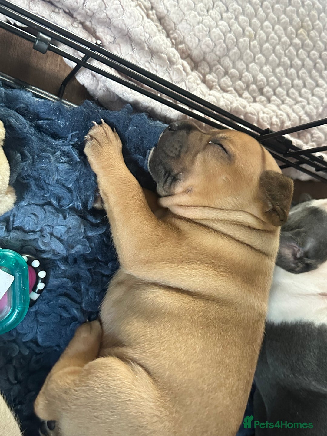 Mixed Breed dogs for sale: Staffie/Frenchie pups - Image 22