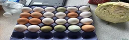 Mixed Breed poultry for sale: Hatching eggs  in Ringwood - Advert 4