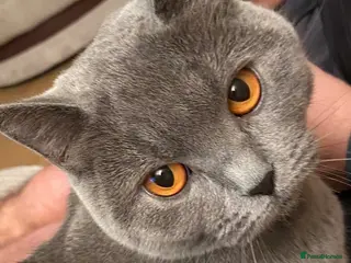 British Shorthair cats GCCF Registered Female - Advert 1