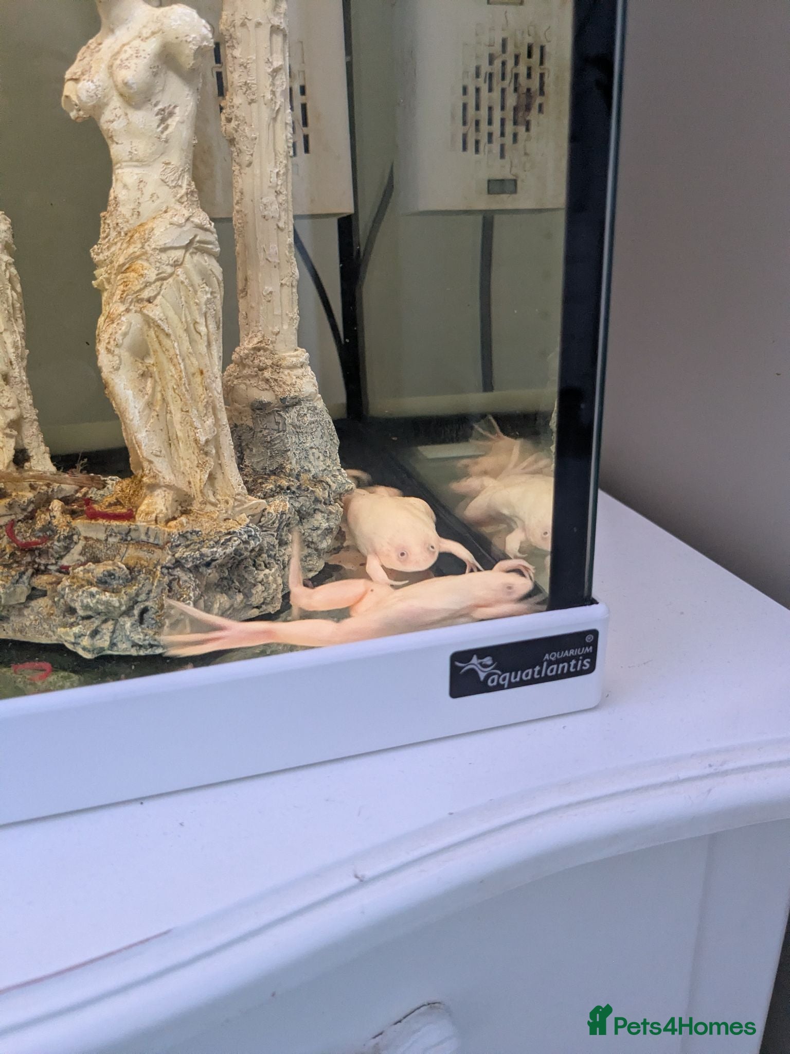 Frog reptiles African clawed frogs - Advert 2