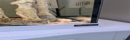 Frog reptiles for sale: African clawed frogs - Advert 2
