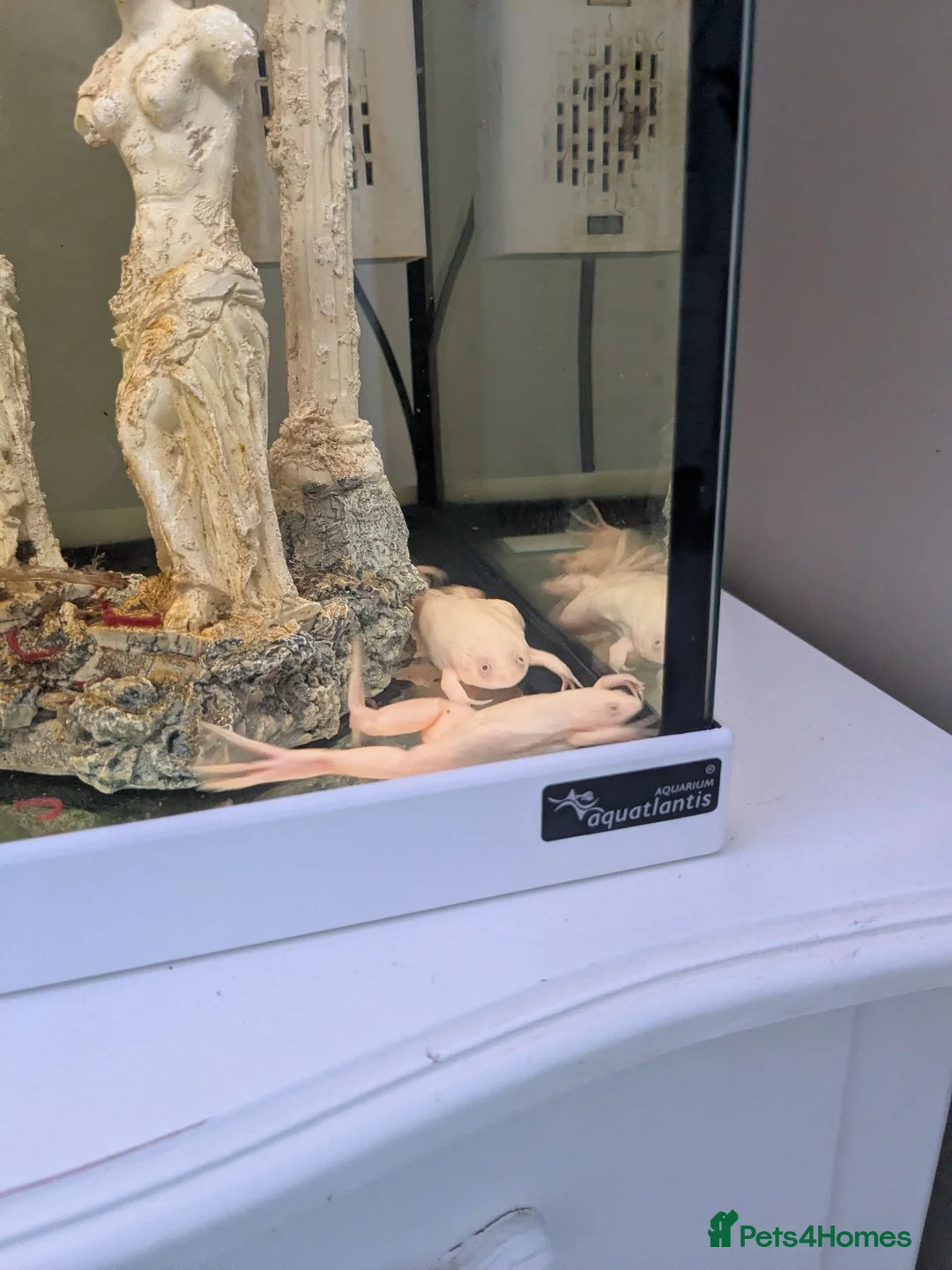 Frog reptiles for sale: African clawed frogs - Advert 2
