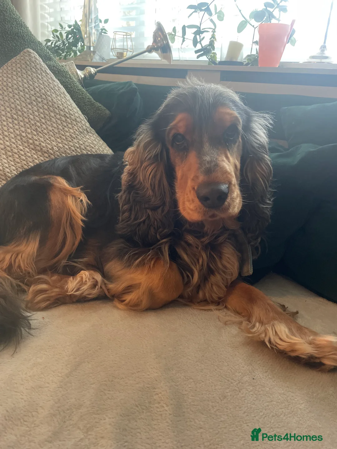 Cocker Spaniel dogs for stud: Cocker Spaniel male for stud - Advert 9