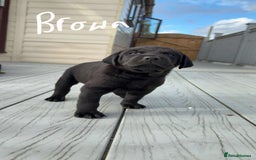 Mixed Breed dogs for sale: Vizsla/rottweiler - Image 10