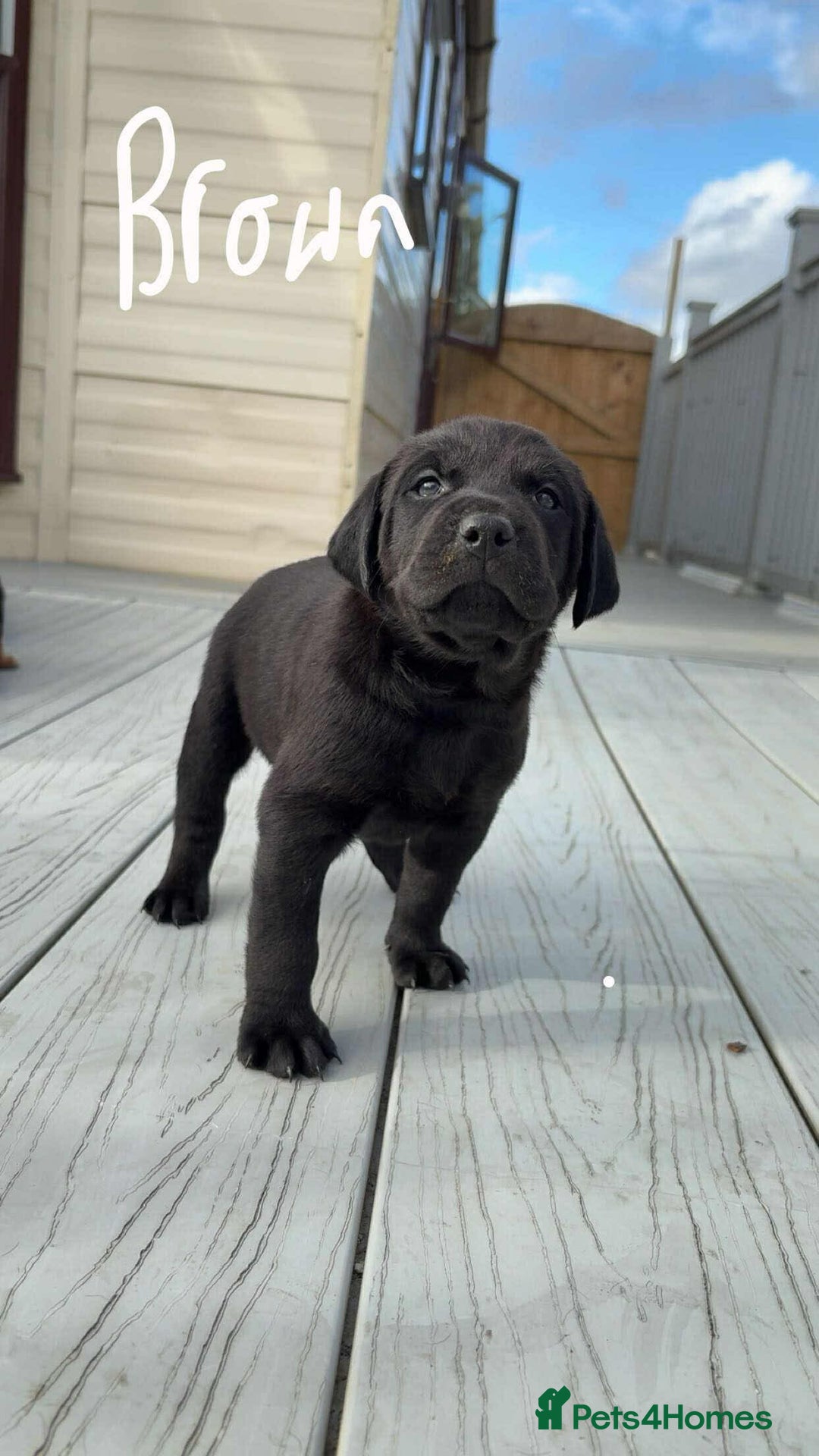 Mixed Breed dogs for sale: Vizsla/rottweiler - Image 10