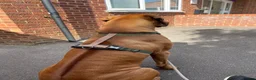 Rhodesian Ridgeback dogs for stud: Beautiful Rhodesian Ridgeback to Stud  in Lightwater - Advert 21