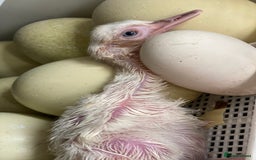 Mixed Breed livestock for sale: White Rhea Chicks & Hatching Rhea Eggs - Image 11