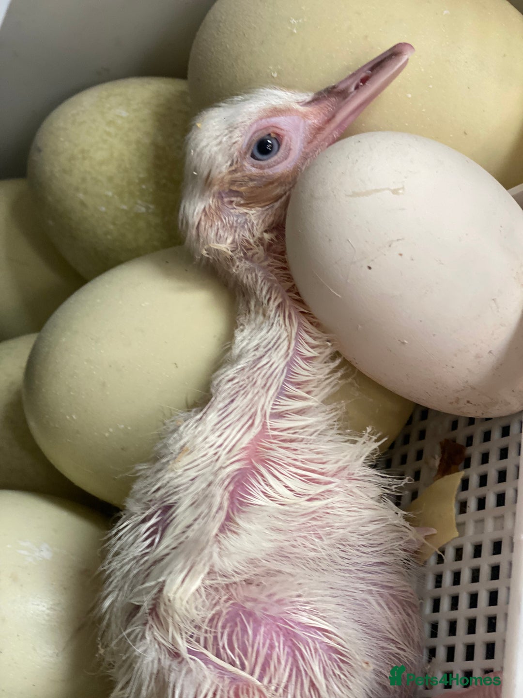Mixed Breed livestock for sale: White Rhea Chicks & Hatching Rhea Eggs - Image 11
