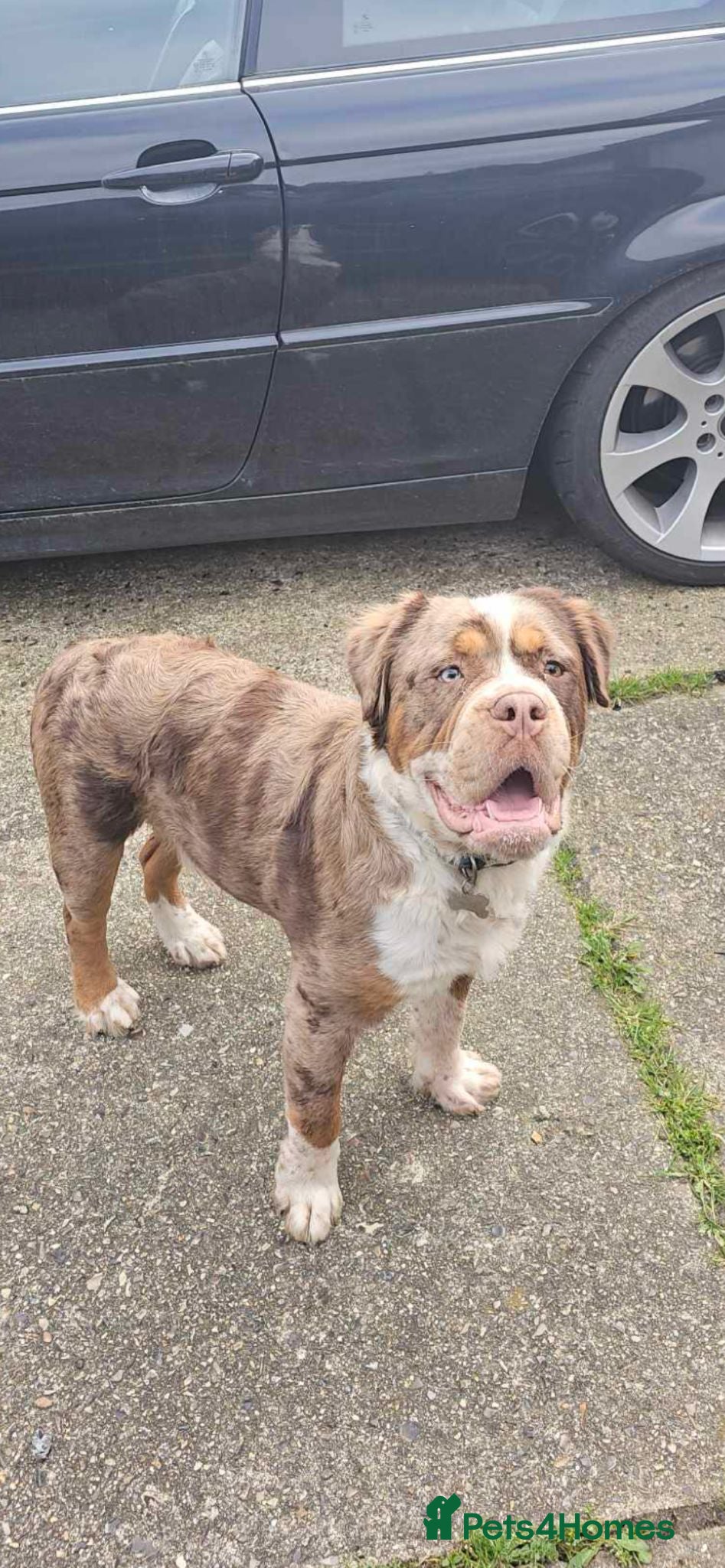 Olde English Bulldogge dogs Old english Bulldoge Fluffy PROVEN - Advert 5