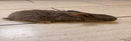 Flemish rabbits for sale: World largest rabbit  - Advert 6