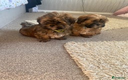 Shih Tzu dogs for sale: Shih Tzu puppies  - Image 9