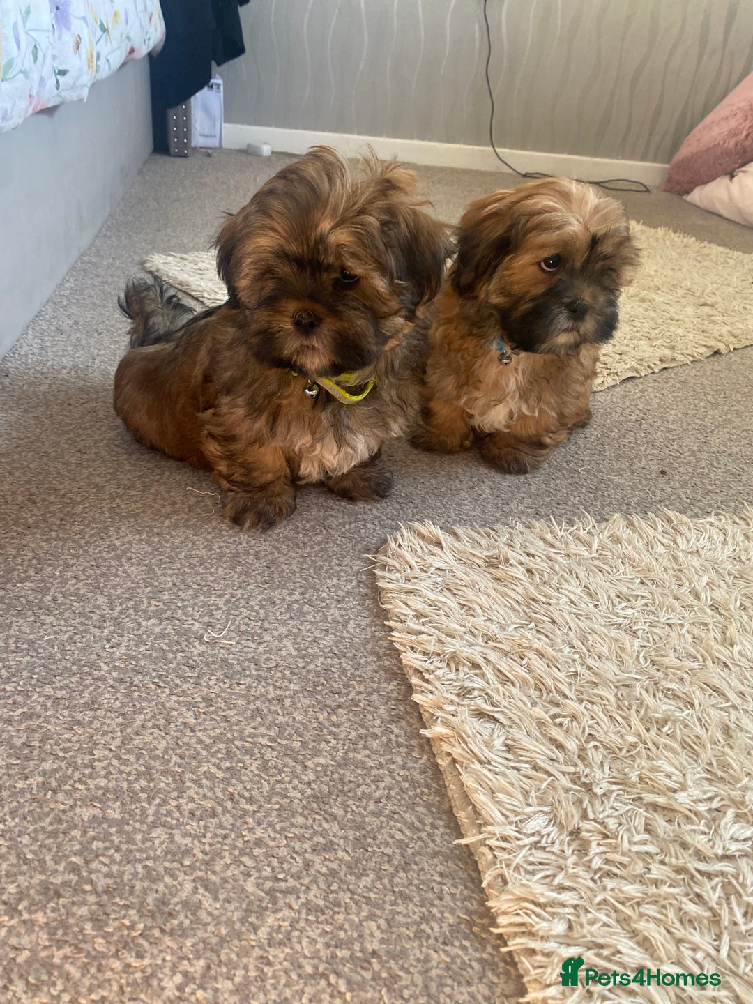 Shih Tzu dogs for sale: Shih Tzu puppies  - Image 9