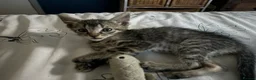 Mixed Breed cats for sale: Beautiful Bonded Tabby Boys – Reggie & Ronnie  - Advert 2