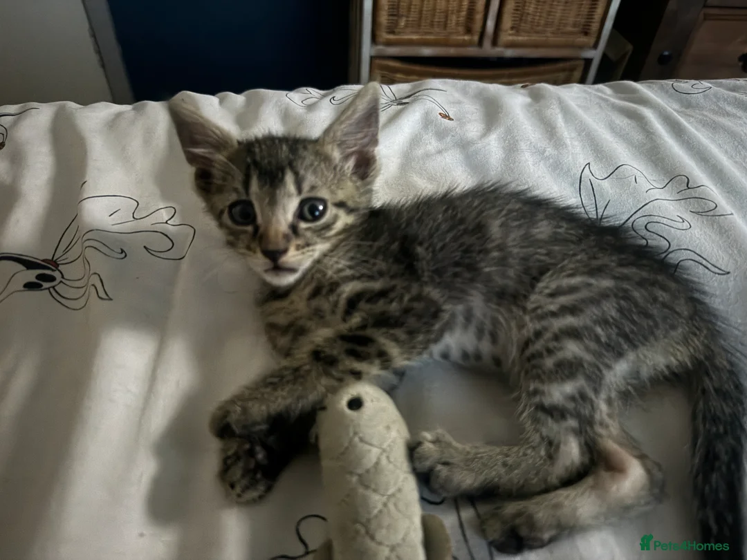 Mixed Breed cats for sale: Beautiful Bonded Tabby Boys – Reggie & Ronnie  - Advert 2