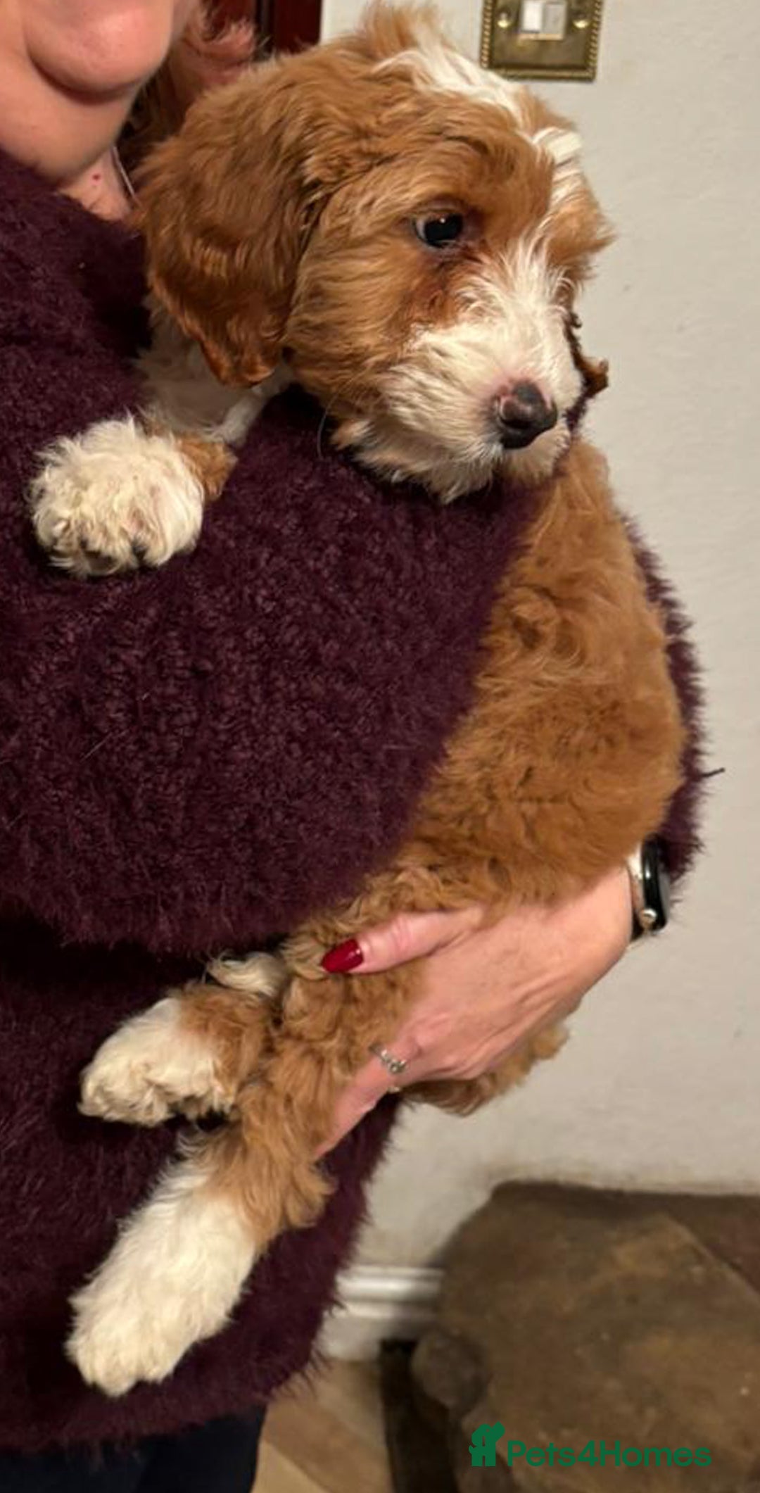 Australian Labradoodle dogs for sale: Australian Labradoodles for Sale - Advert 21