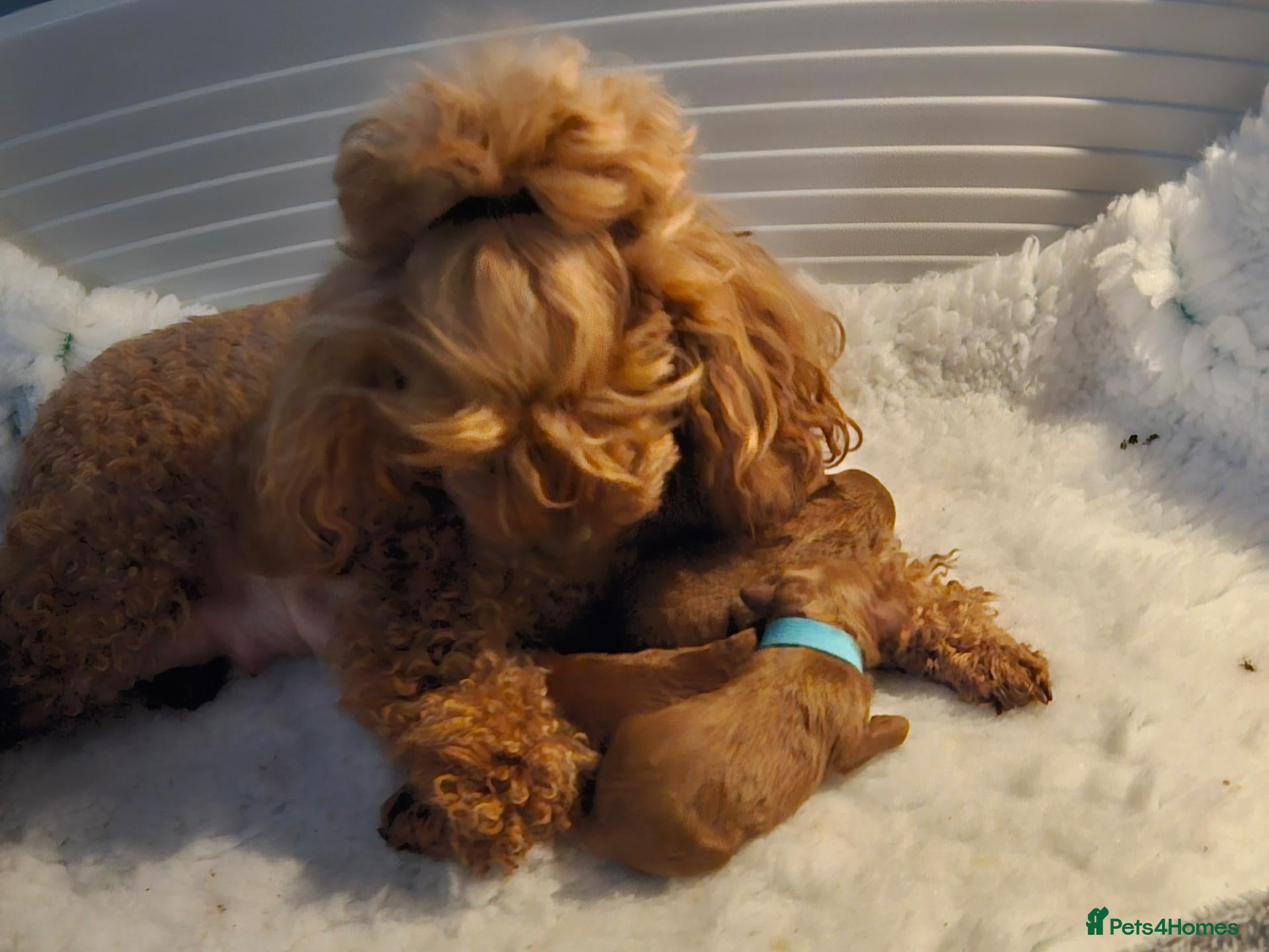 Toy Poodle dogs Stunning red toy poodle puppies - Advert 9